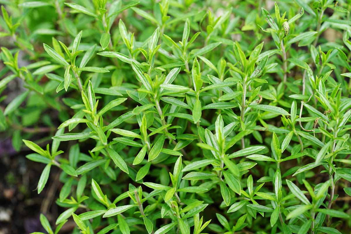 A close up of a Satureja montana plant, with long thin bright green leaves against a dark background in soft focus.