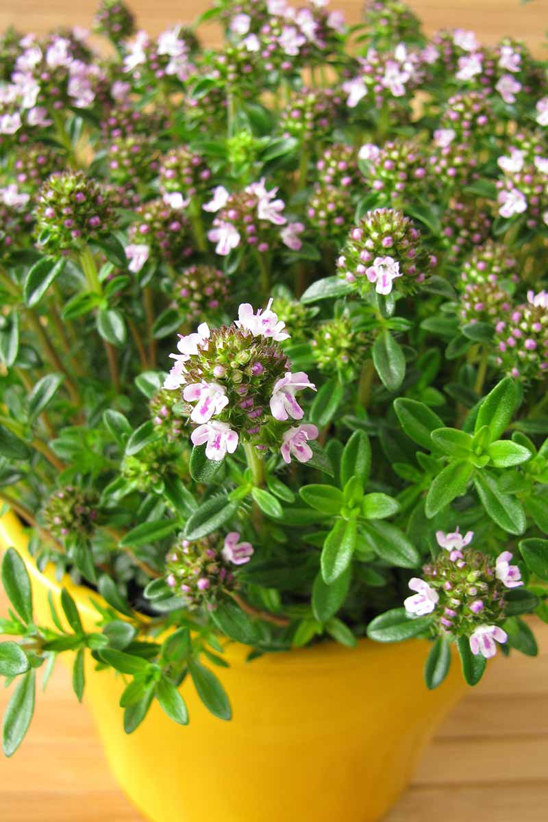 A yellow pot containing a Satureja montana plant, with tiny delicate white and pink flowers contrasting with the bright green leaves on a wooden surface.