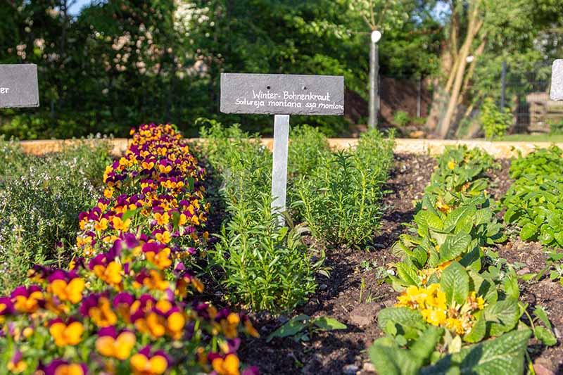 A sunny garden bed planted with rows of herbs and vegetables. To the left of the frame is bright orange and purple flowers, to the center is winter savory. In the background are trees and blue sky in soft focus.