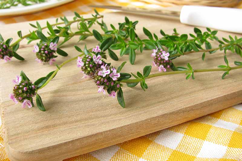 A close up of a wooden chopping board on a yellow and white checked tablecloth with freshly harvested sprigs of winter savory. Pink and white delicate flowers contrast with the bright green leaves. In the background is a knife in soft focus.