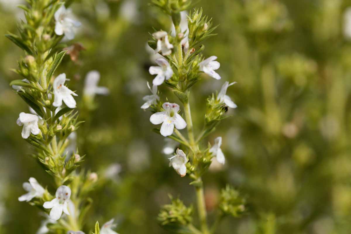 A close up of two winter savory sprigs growing in the garden with delicate white flowers and bright green leaves. The background is soft focus green.