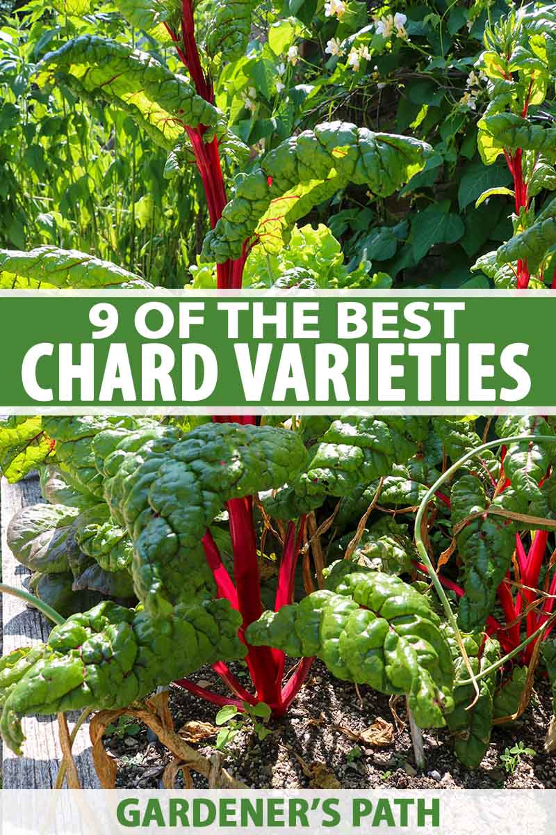 A raised garden bed containing tall chard plants with bright red stems and dark green leaves with red veins amongst thick vegetation. Soil is visible between the plants and the garden is bathed in light sunshine. To the center and bottom of the frame is green and white text.