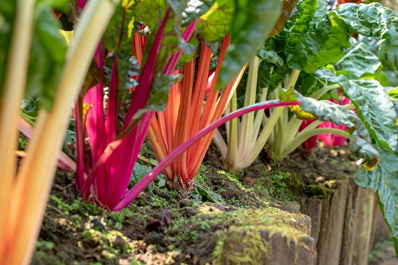 A close up of a raised garden bed with a wooden retaining all showing a row of chard plants, each with different colored stems contrasting with the large dark green leaves. Between the plants is rich soil and the garden is pictured in light sunshine.