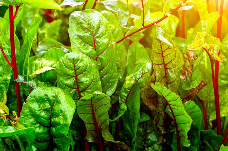 A close up of chard leaves with bright red veins and stems contrasting with the green leaves pictured in bright sunshine, fading to soft focus in the background.