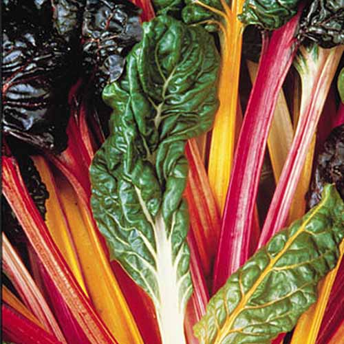 A close up of the \'Bright Lights\' chard variety with vivid multicolored stems and leaves that vary from dark green to purple. In the center of the frame is a heavily savoyed leaf with a white stem.