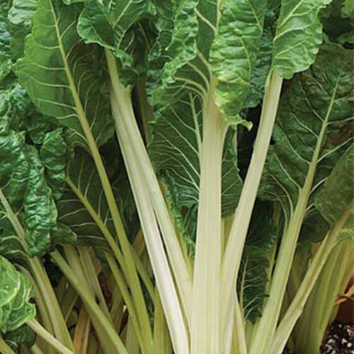 A close up of \'Fordhook Giant\' variety of chard with tall white stems and delicate dark green leaves.