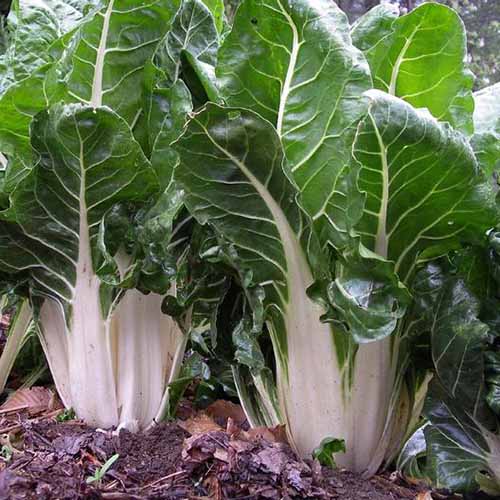 A close up of two \'Large White Ribbed\' chard plants growing in the garden with thick white stems contrasting with dark green leaves in light sunshine. Soil is visible between the plants.