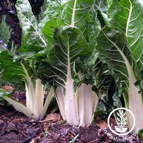 A close up of \'Lucullus\' variety of chard with thick, tightly packed white stems giving way to dark green foliage with soil visible around the base of the plants. To the bottom right of the frame is a circular logo and white text.