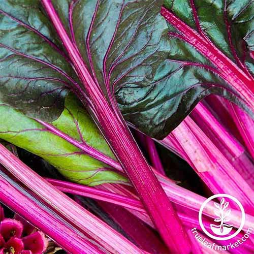 A close up of the \'Magenta Sunset\' variety of chard with vivid purple stems and dark greenish-purple leaves. To the bottom right of the frame is a white circular logo with text.