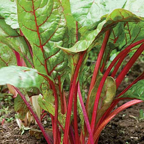 A close up of a variety of chard called \'Rhubarb\' with thin red stems and large flat green leaves with red veins. In the background is soil fading to soft focus.