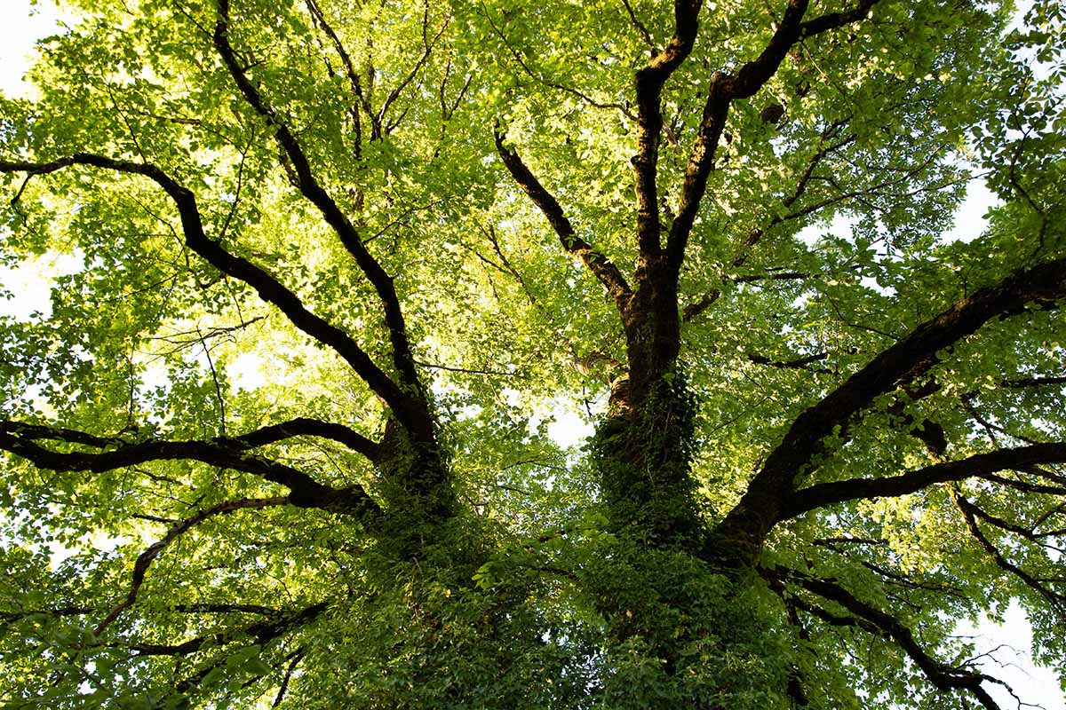 A horizontal image of a large ash tree photographed from below up into the canopy.