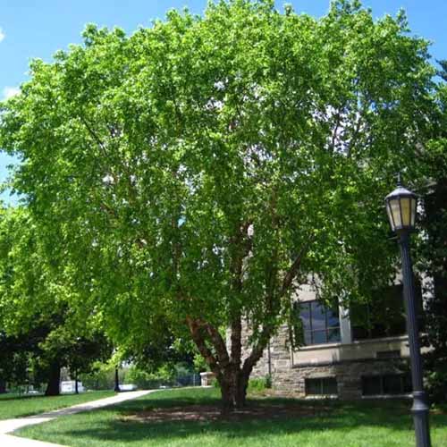 A square image of a river birch growing outside a residence.