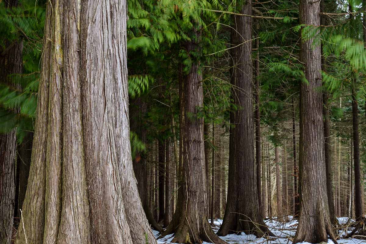 A horizontal image of large Thuja trees in a forest, with snow on the ground.