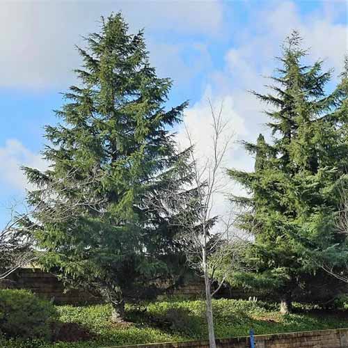 A square image of deodar cedar trees growing in a garden border behind a retaining wall.