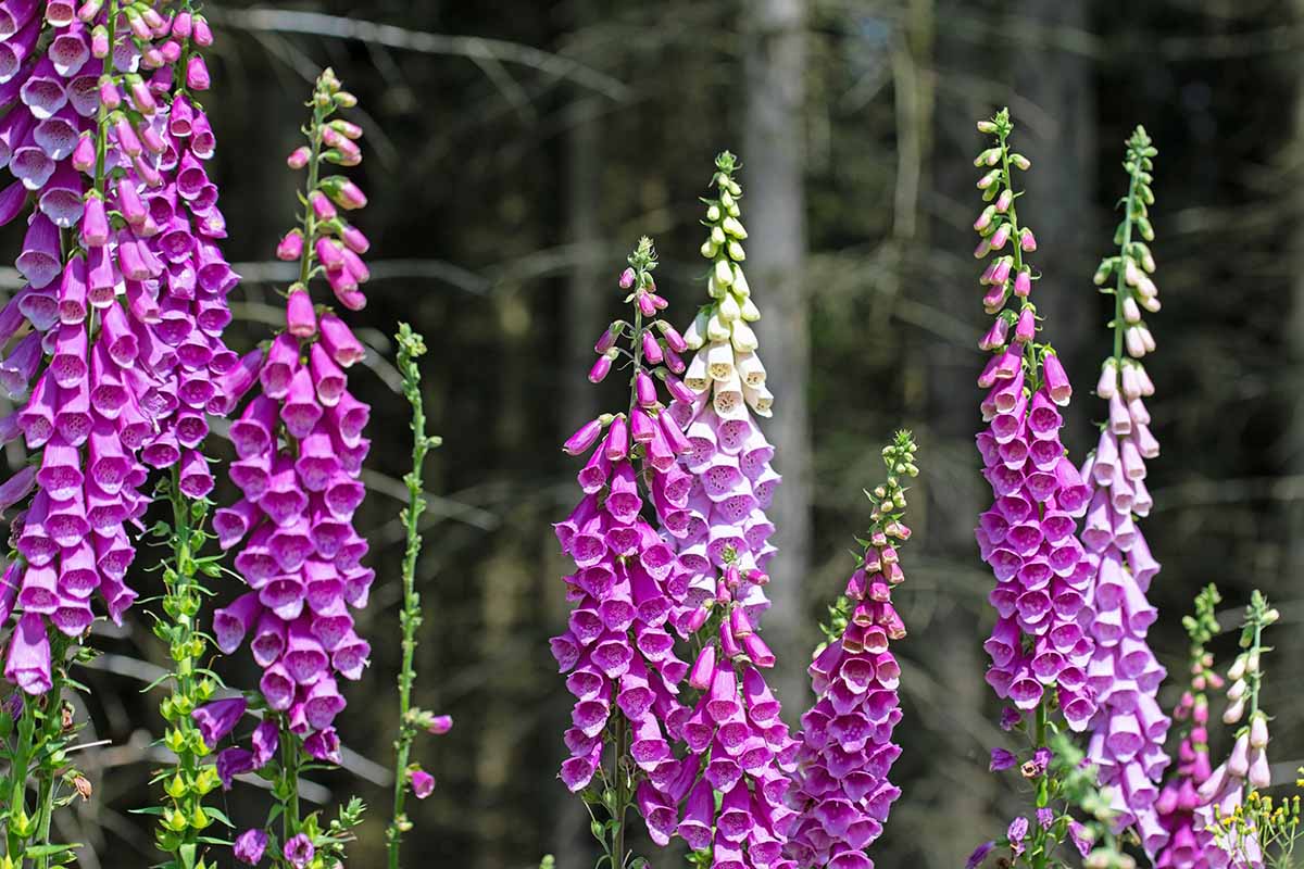 A close up horizontal image of pink foxglove flowers growing in the garden pictured in bright sunshine.