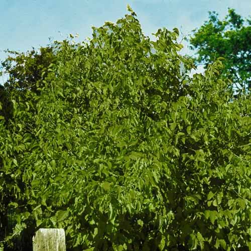 A square image of a hazelnut tree growing in the garden.