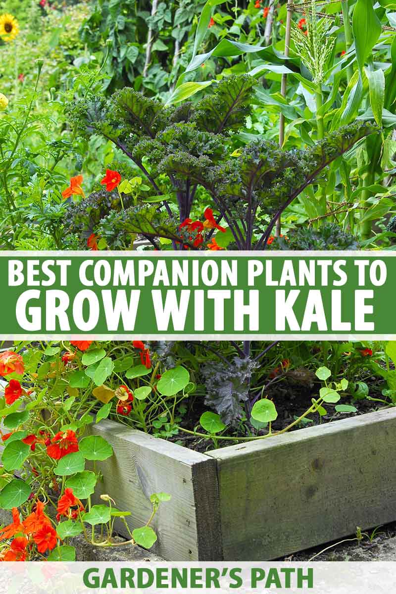 A raised garden bed with a large curly kale plant with cascading red nasturtium flowers and large flat green leaves, surrounded by vegetable companion plants. To the center and bottom of the frame is white and green text.