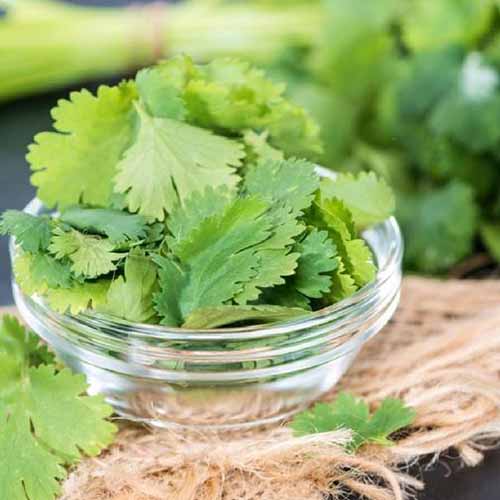 A small glass bowl containing fresh cilantro leaves, with scattered leaves around it and in the background, on a rustic hessian surface.