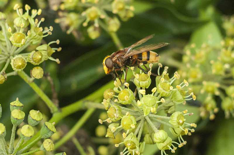 A close up of a yellow and black striped hover fly feeding on a light green seed head, with a soft focus green background.