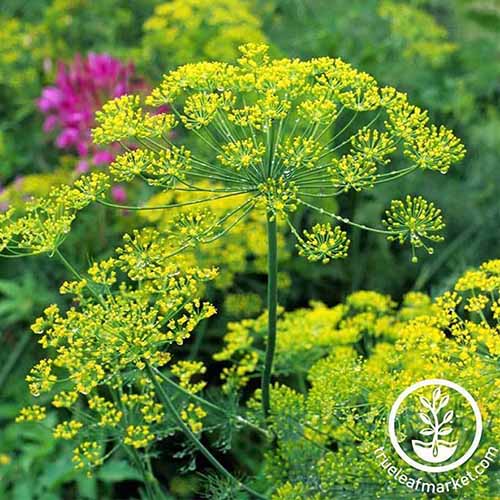 A close up of a dill plant with tiny yellow flowers contrasting with the thin green stalks against a soft focus background.