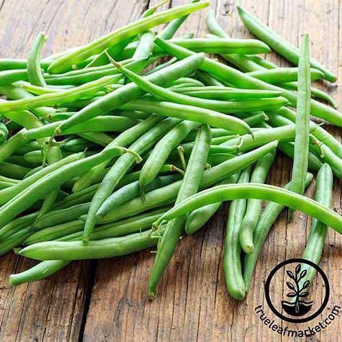 A close up of a freshly harvested bunch of bright green bush beans on a rustic wooden surface.