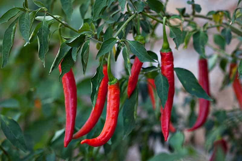 A close up of red chili peppers growing on a plant, the bright vibrant color of the fruit contrasting with the dark green leaves on a soft focus background.