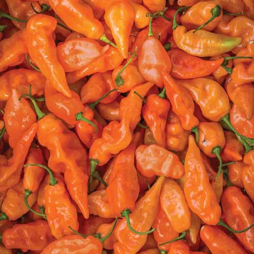 Top down view of freshly harvested habanada habanero peppers.