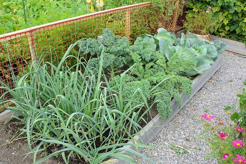 Raised garden beds with gravel pathways in between them, showing mature kale plants growing amongst cabbage, onions, and other companion plants. In the background is an orange plastic mesh fence and more vegetable plants.