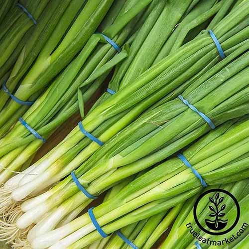 A close up of bunching onions, cleaned, with their roots still intact, held together by blue elastic bands.