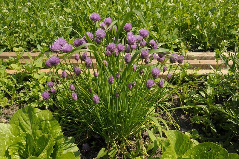 A close up of a chive plant with vivid purple blooms growing in a raised garden bed amongst other vegetable plants in bright sunshine.