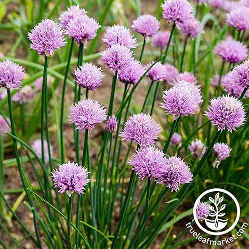 A close up of a chive plant with bright purple flowers. In the background is soil and plants in soft focus.