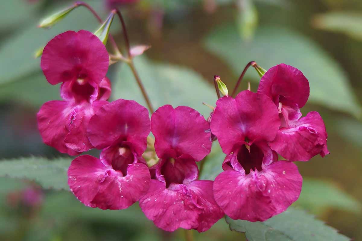 A close up horizontal image of dark pink impatiens flowers pictured on a soft focus background.