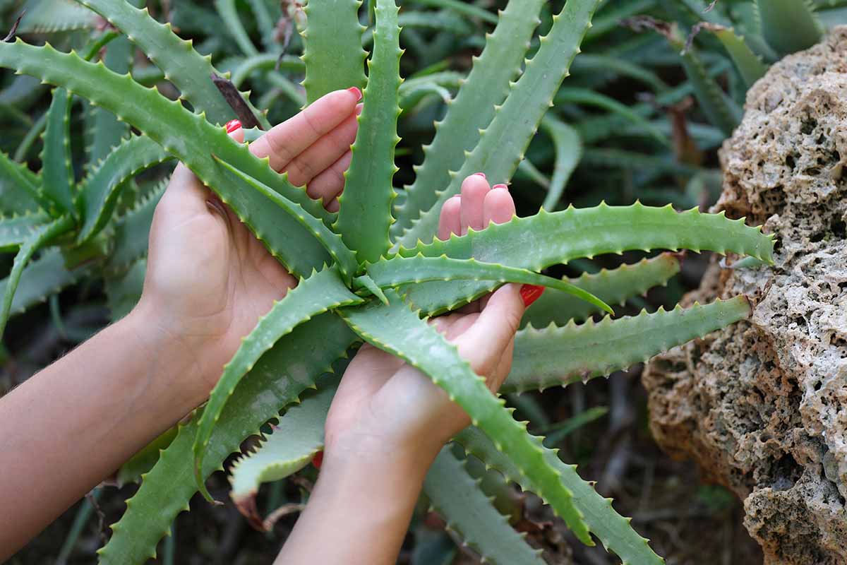 A close up horizontal image of a gardener\'s hands cupping the leaves of a succulent aloe.