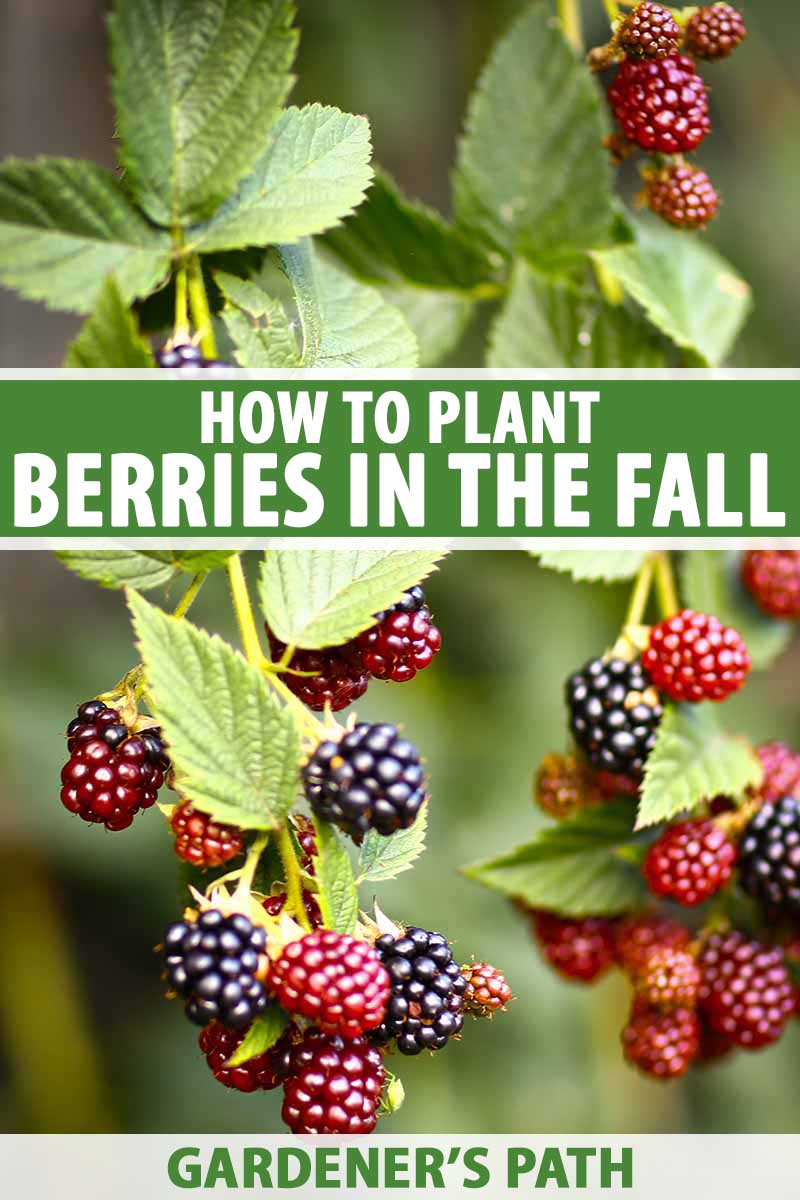 A close up of two branches of a blackberry bush, showing deep purple ripe fruits, and unripe red ones, contrasting with the green leaves on a soft focus green background. Across the center and at the bottom of the frame is green and white text.