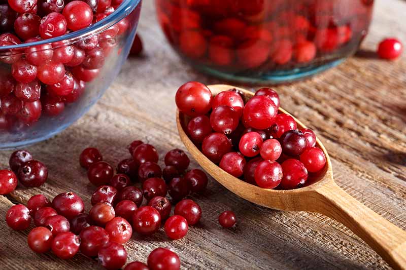 Harvested cranberries shown in two glass bowls on a wooden surface. In the center of the frame is a wooden spoon, full to the brim with red cranberries, and some are loose on the surface beside it.