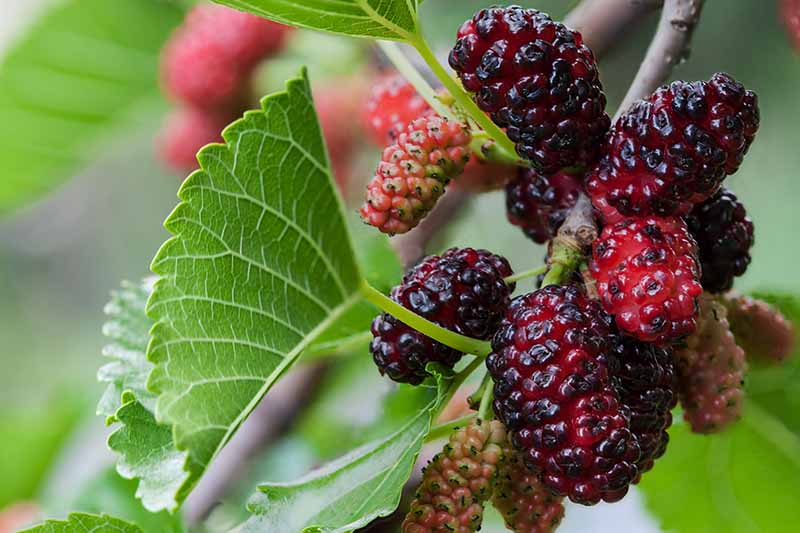 A close up of a stem of mulberry fruit, the ripe ones a deep purple, the others ranging from light red to red, contrasting with the bright green leaves and woody stem. The background is soft focus green.