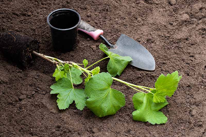 A close up of a seedling ready for planting, with a root ball still intact. Behind it is a black pot and a small garden trowel, on a background of rich dark brown soil.