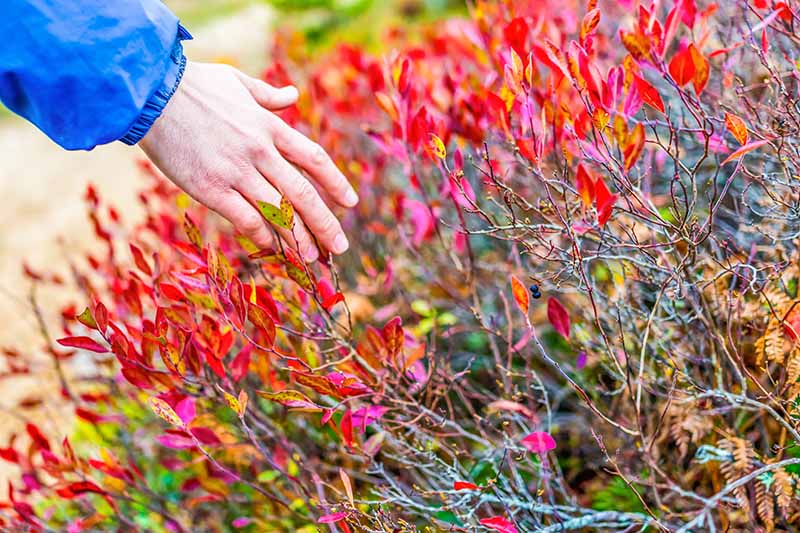 A man\'s hand reaches from the left of the frame to touch the bright red and yellow autumn leaves of a blueberry bush, the colors contrasting with the brown and green stems.