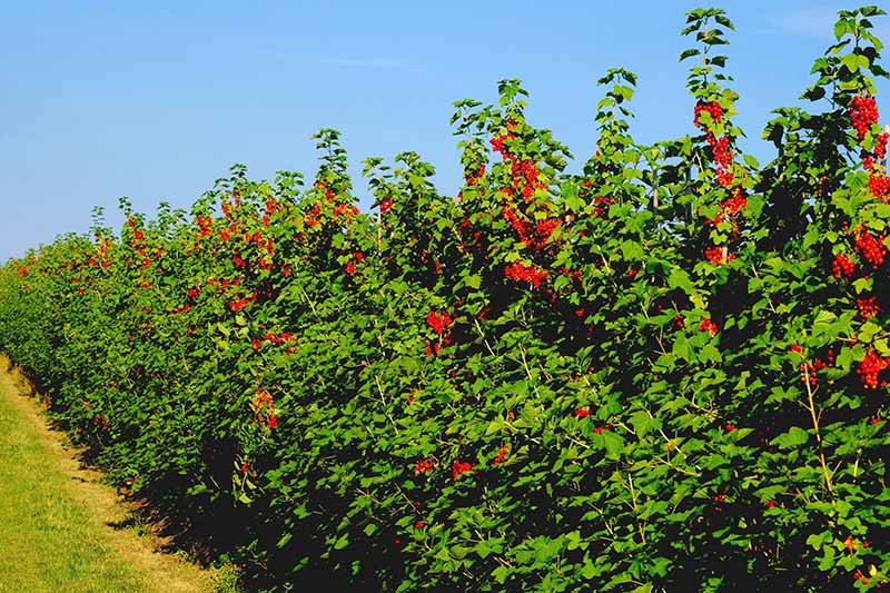 A hedge of red currant bushes, with ripe red berries, contrasting with the bright green leaves, with a grass verge along the bottom. The background is blue sky on a bright sunny day.