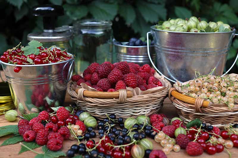 A table laden with a fruit harvest. Two small metal buckets, containing (from the left) cranberries, and gooseberries. In front are two wicker baskets with plump red raspberries and white currants, with black and red currants, some gooseberries and raspberries scattered on the wooden surface, amongst some foliage.