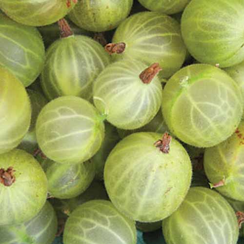 A close-up square image of harvested gooseberries, the \'Pixwell\' variety, showing circular fruits of various sizes, with their white veins showing through the almost translucent yellowish-green skin.