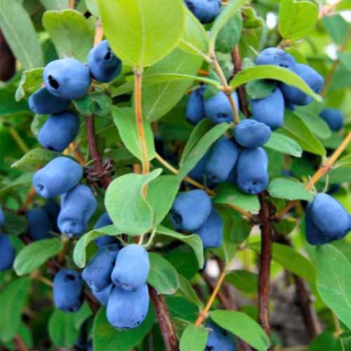 A close up of a honeyberry \'Tundra\' bush, with the deep blue berries contrasting with the bright green leaves, in soft light.