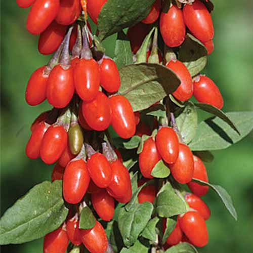 Close up of \'Sweet Lifeberry\' goji berries, growing on the stem, their bright red color contrasting with the leaves, in bright sunshine. The background is soft focus green.