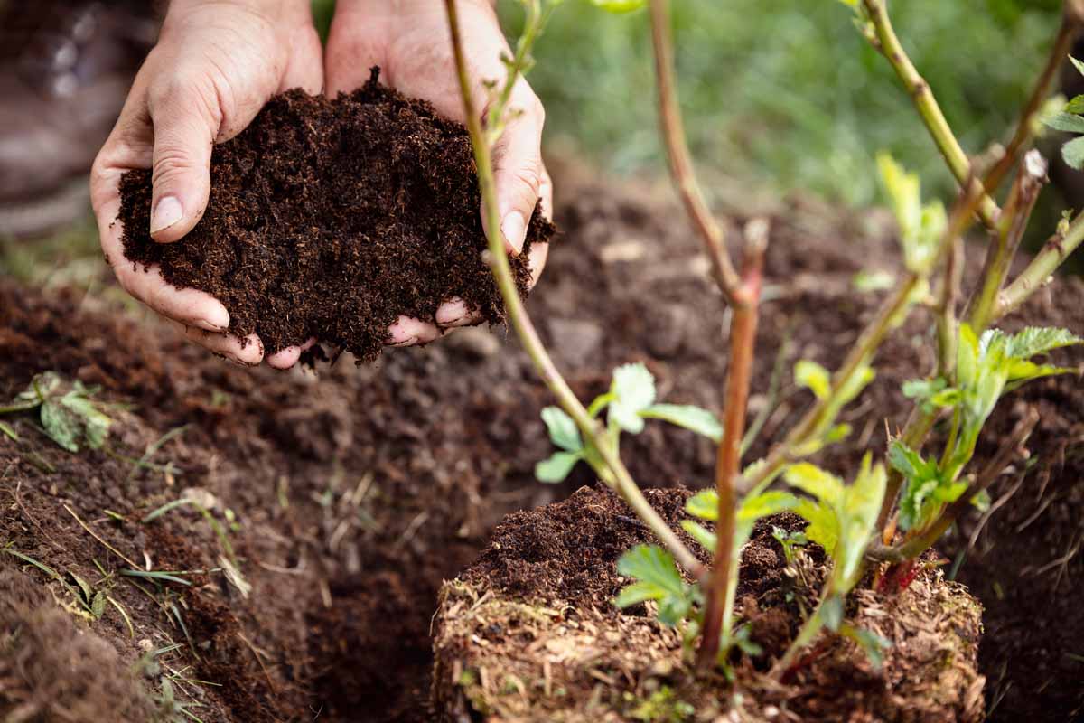 Two hands at the left of the frame holding compost to place around a berry plant, at the right of the frame.