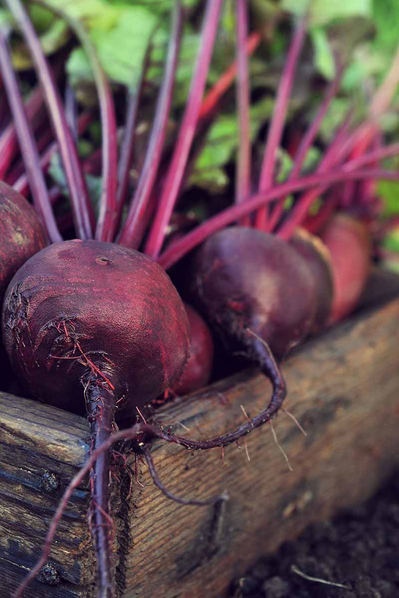 A vertical picture of a rustic wooden box on soil with freshly harvested beets, the roots a deep purple, with the stems attached. The background is the green leaves fading into soft focus.