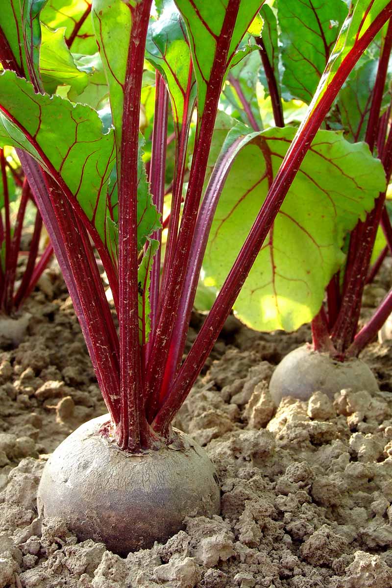 A vertical picture showing a beet with its crown out of the soil ready for harvest. The background shows the deep purple stalks contrasting with the green leaves against the light soil.