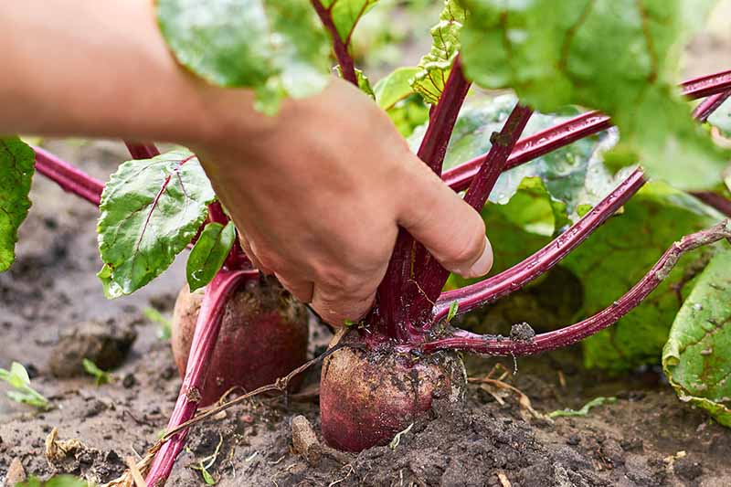 A hand from the left of the frame pulling a beetroot out of the ground. The soil is damp around the root and the hand grips the purple stems of the top. The background is soil and vegetation fading to soft focus.