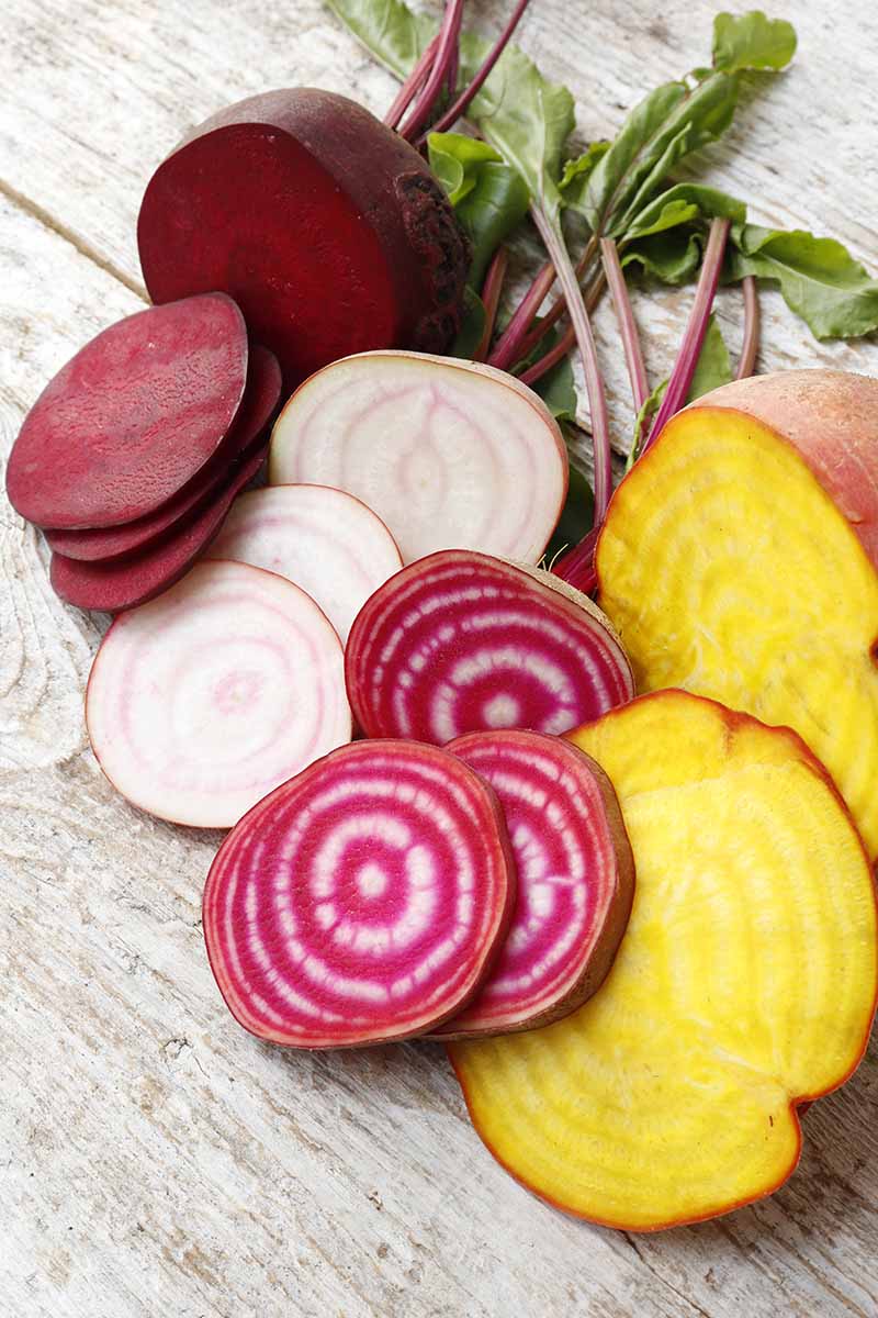 A vertical image of three different varieties of beetroot, sliced to show the color of the inner flesh. To the left of the frame is a deep red one, next to it a white one with light purple circles, a dark pink color with white circles and to the right is a golden color with a reddish skin. The background is a wooden table with some green leaves.
