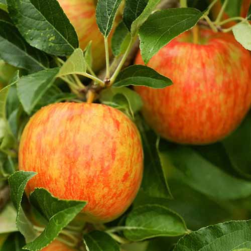 A square image of \'Honeycrisp\' apples ripening on the tree.