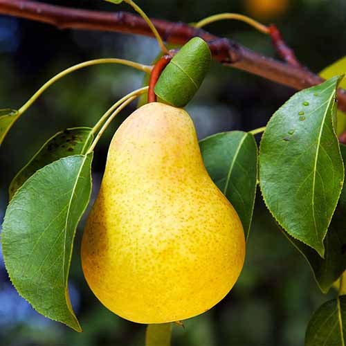 A close up square image of a \'Keiffer\' pear ripening on the branch pictured on a soft focus background.